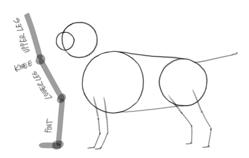 Como desenhar um cão adorável - 6 passos